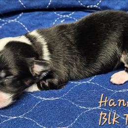 Hank - Black and tan male Pembroke Welsh Corgi puppy in Orrtanna, Pennsylvania from Mountain Top Shepherd's
