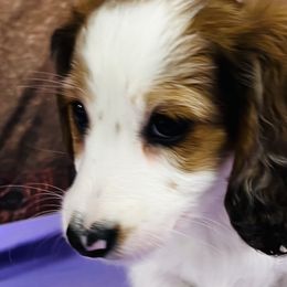 Dachshunds, Miniature Australian Shepherds, and Poodles from Happy Puppy Paws