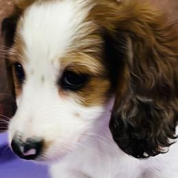 Dachshunds, Miniature Australian Shepherds, and Poodles from Happy Puppy Paws