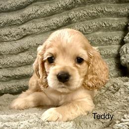 Teddy - Buff male Cocker Spaniel puppy in Sumter, South Carolina from Cocker Eclipse In Home Kennel