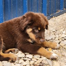 Flame - Red tri-color Australian Shepherd puppy in Floresville, Texas from Thundering Hooves Ranch's Australian Shepherds
