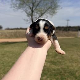 Jolene - Black tri-color female Australian Shepherd puppy in Cushing, Oklahoma from Midwest LP Aussies