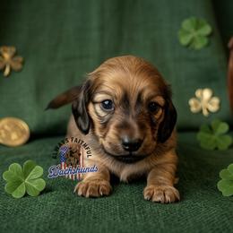 AFDs Oliver - Cream male Dachshund puppy in Waverly, Ohio from Always Faithful Dachshunds