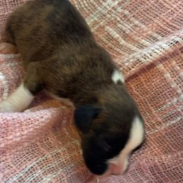 Girl 3 - Brindle female Boxer puppy in Wellsville, Missouri from Casino Boxers