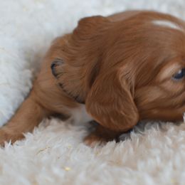 Cavalier King Charles Spaniel Puppies from Diamond Rose Cavalier LLC