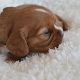 Cavalier King Charles Spaniel Puppies from Diamond Rose Cavalier LLC
