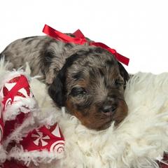 Nala - Merle female Springerdoodle puppy in Fargo, North Dakota from Dakota SpringerDoodles