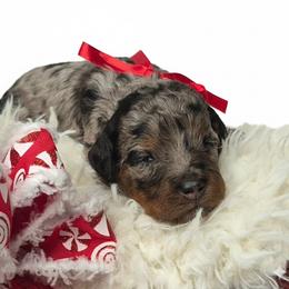 Nala - Merle female Springerdoodle puppy in Fargo, North Dakota from Dakota SpringerDoodles