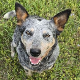Mouse - Australian Cattle Dog