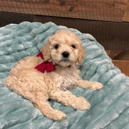 Girl 7- Red - Apricot female Goldendoodle puppy in Ankeny, Iowa from Iowadoodles2love