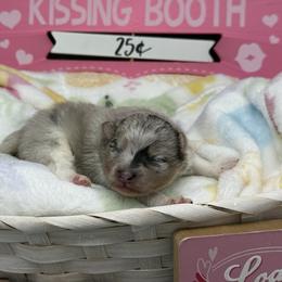 Girl 1 - Blue merle female Pomeranian puppy in Newark, Ohio from Keeperofstars Pomeranians