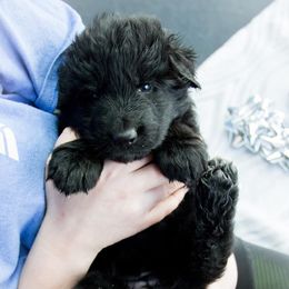 German Shepherd Puppies from Journey's German Shepherds (Kennel Vom Himmel)