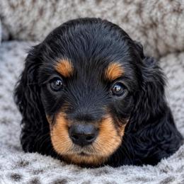 Toffee - Black and tan female Dachshund puppy in Cypress, California from Dickeys Doxies