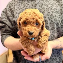 Biscotti - Cream female Maltipoo puppy in Tolono, Illinois from The Golden Rule Doodles