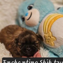 AKC,    CHEWY - Red male Shih Tzu puppy in Dexter, Kentucky from Enchanting Shih tzu