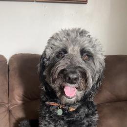 Maggie - Aussiedoodle