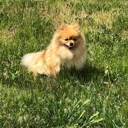 Cindy - Pomeranian