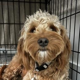 Goldendoodles from Paradise Doodles