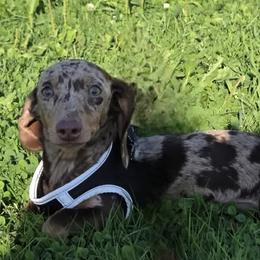 Pebbles - Dachshund