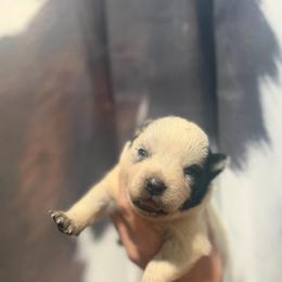 Taz - Blue speckled male Australian Cattle Dog puppy in Rosharon, Texas from 4Surge Cattle Dogs