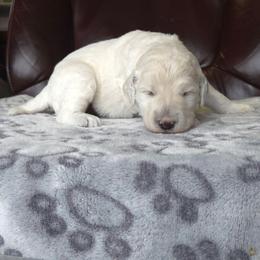 CAPTAIN - White male Poodle puppy in Aurora, Colorado from Simply Amazing Doodles