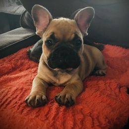 French Bulldog and Pug Puppies from Lyons Heart Pups