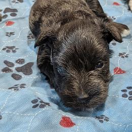 Orange - Black female Miniature Schnauzer puppy in Cumming, Georgia from Bella Pups LLC