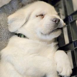Green Collar Boy - Yellow male Labrador Retriever puppy in Alma, Arkansas from Abundance Labradors