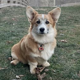Jubi - Pembroke Welsh Corgi