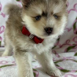 Girl 2 - Merle female Pomsky puppy in Leesburg, Virginia from Capital Pomsky