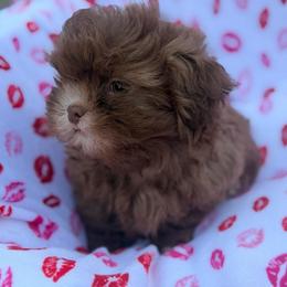 Budda - Chocolate male Shih Tzu puppy in Palm Coast, Florida from Fiesta Pups