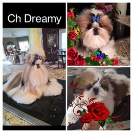 Champion Dreamy - Shih Tzu