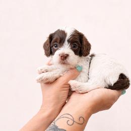 Dill - Chocolate male Cavapoo puppy in Beech Island, South Carolina from New Moon Farm Canines