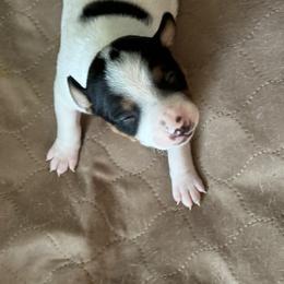 Rat Terrier Puppies from Kelly’s Ratters
