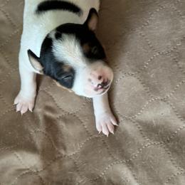 Rat Terrier Puppies from Kelly’s Ratters