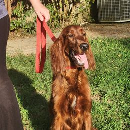 Margaret - Mahogany female Irish Setter puppy in Leslie, Arkansas from Shakarri Irish Setters
