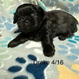 Drake - Black male Shih Tzu puppy in Jasper, Indiana from Jacob’s Spoiled Shih Tzu
