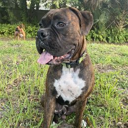 Zeke - Boxer