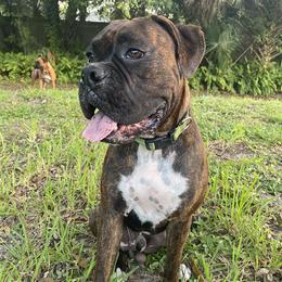 Zeke - Boxer