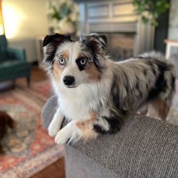 Pepper - Miniature Australian Shepherd