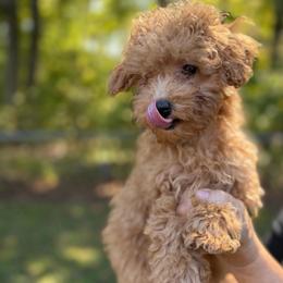 Penny - Apricot female Poodle puppy in Chattanooga, Tennessee from Joyfull Pals