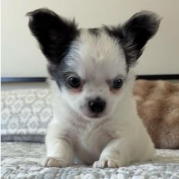 Beau - Blue and white male Chihuahua puppy in Menifee, California from Lane’s Little Long Coats