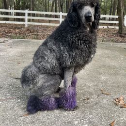 Labradoodle, Labrador Retriever, and Poodle All Grown Up from LLL Dog Ranch