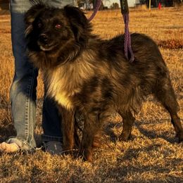 Pistol - Blue merle male Miniature Australian Shepherd puppy in Kim, Colorado from KNJ Aussies