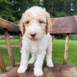 Henry - Fawn and white male Sheepadoodle puppy in Lowville, New York from Adirondack Goldendoodles