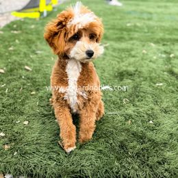 Mr. T - Goldendoodle