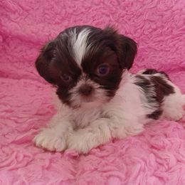 Apple - Liver and white female Shih Tzu puppy in Sulpher Springs, Texas from Pams Precious Shih Tzus