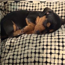 Dachshund Puppies from Seven Hills Arkansas