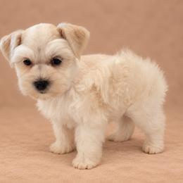 Elmo - Wheaten male Miniature Schnauzer puppy in San Augustine, Texas from My Little Schnauzer Pals