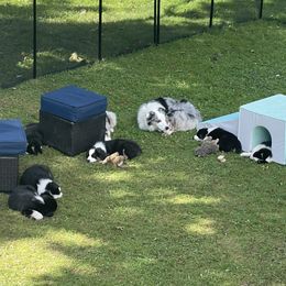 Australian Shepherd Puppies from Bedtime Story Australian Shepherds